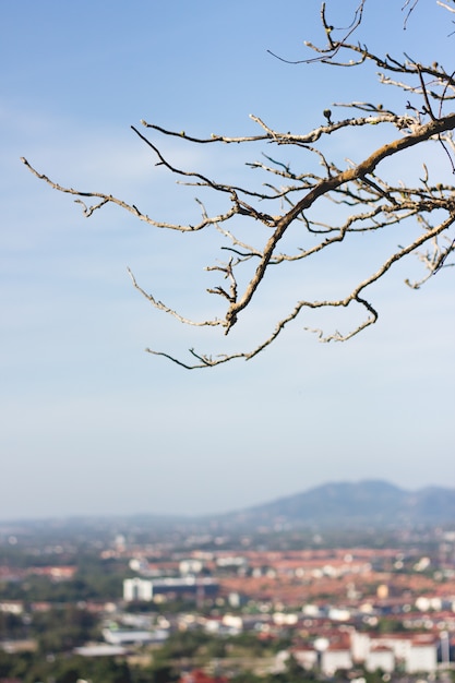 Droge boom in de lente op stadsgezichten en bergachtergrond