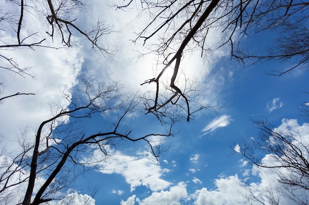 Droge boom of dode boomtakken op lucht en de wolken