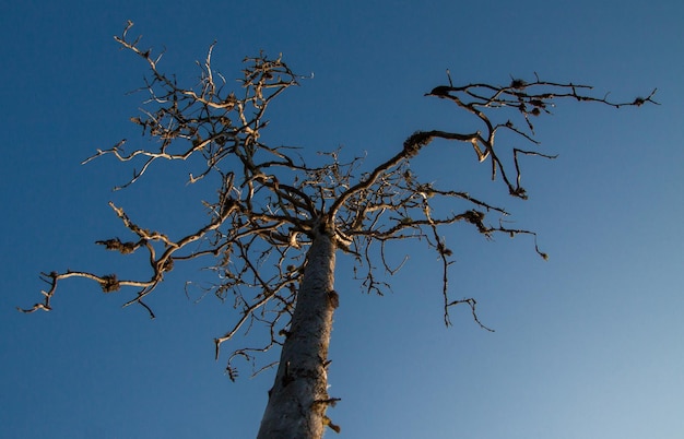 Droge boom op blauwe hemelachtergrond met gouden zonsonderganglicht