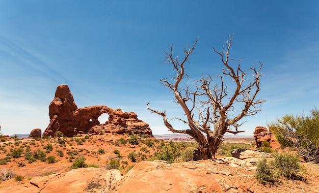 Droge boom op de achtergrond van rode rotsen in Utah