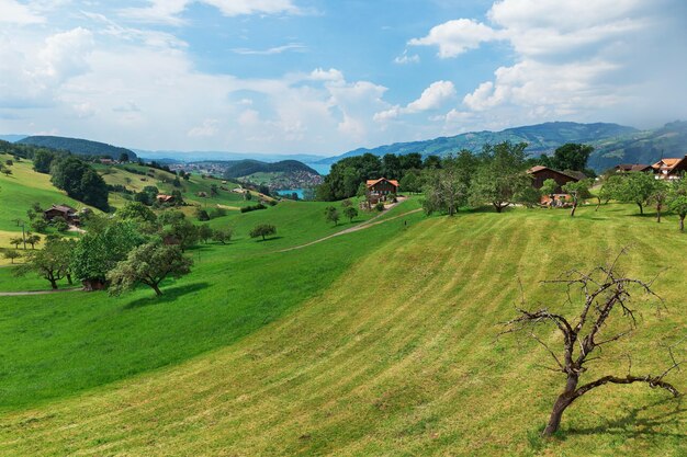 Droge boom op een groen veld met bergen op de achtergrond