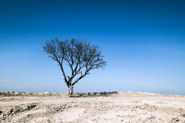 Droge boom op zandgrond, blauwe hemel