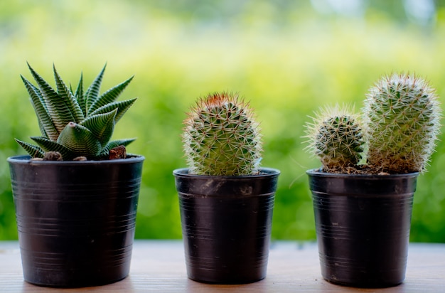 Droge cactus met de aard en de grote zon falre