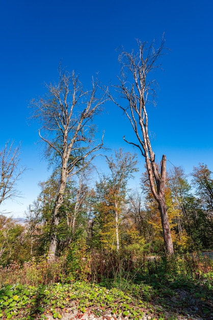 Droge dode bomen tegen blauwe lucht