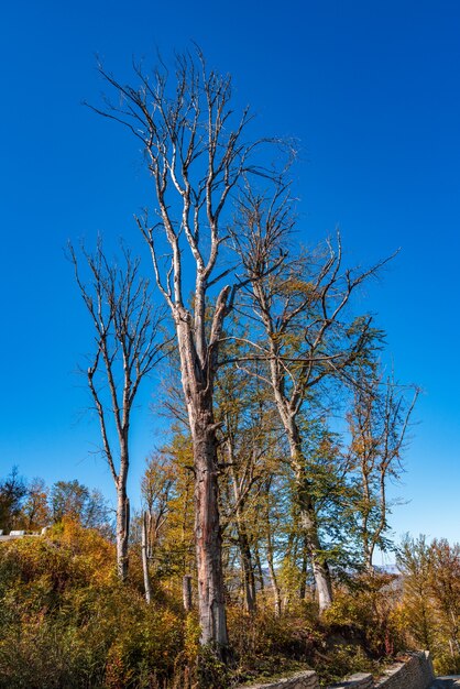 Droge dode bomen tegen blauwe lucht