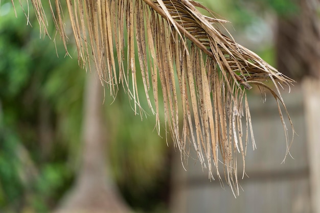 Droge dode palmboom in de achtertuin van florida