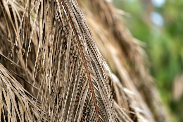 Droge dode palmboom op de achtertuin van florida