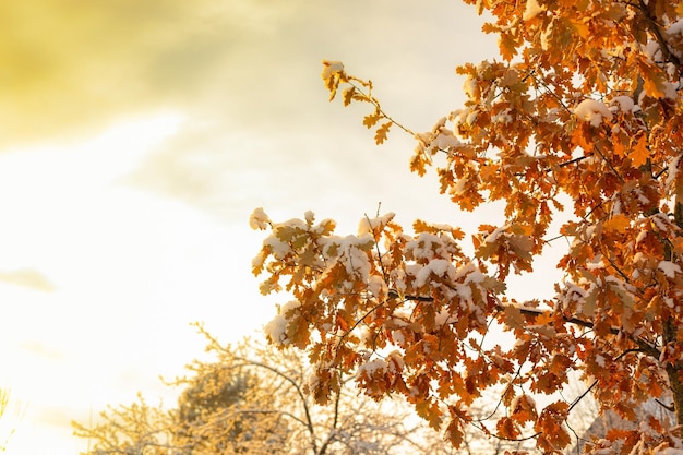 Droge eikenbladeren op een tak in het winterwoud Zonsondergang verlicht droge eikenbladen in het winterbosSneeuwbedekte takkenKleurig natuurlijk landschap