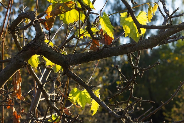 Droge en jonge bladeren van druiven in de herfst in de stralen van de zon op een droge appelboom