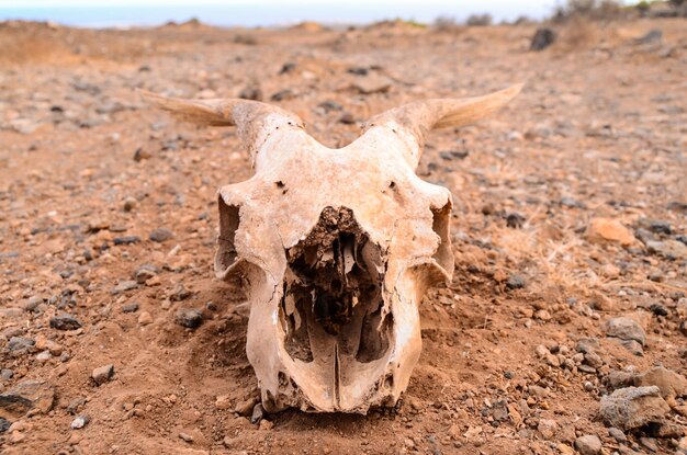 Droge Geitenschedel op de Rotswoestijn Canarische Eilanden Spanje