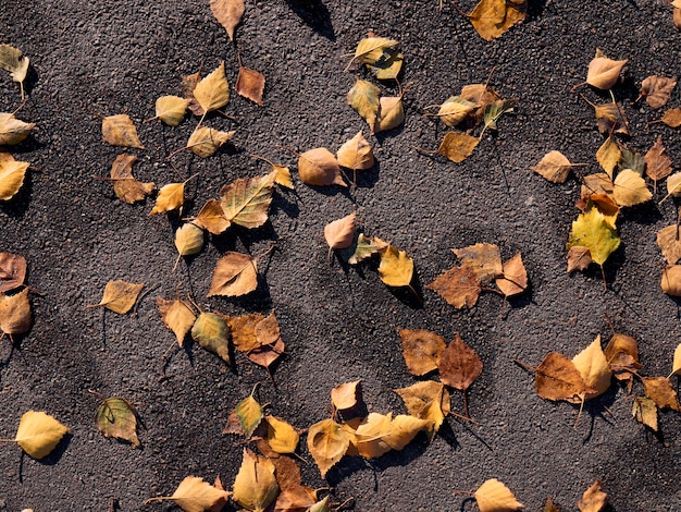 Droge gele bladeren op het asfalt in de zonnige herfst.