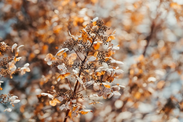 Droge gouden hortensia of hortensia bloemen in zonlicht
