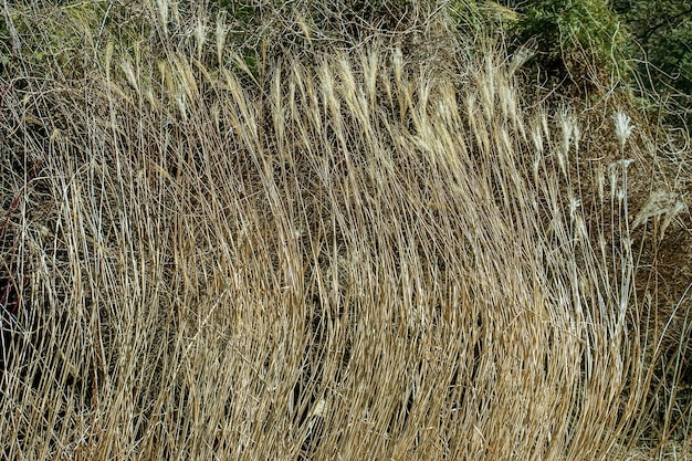 Droge gras achtergrond Droge panicles van Miscanthus sinensis zwaaien in de wind in het vroege voorjaar