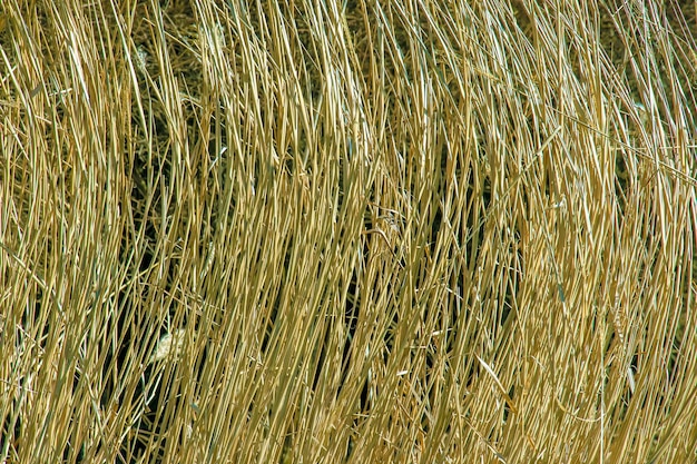 Droge gras achtergrond Droge panicles van Miscanthus sinensis zwaaien in de wind in het vroege voorjaar