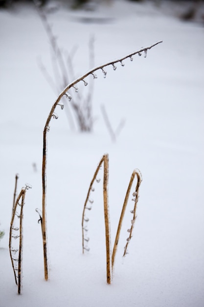 droge grasbladeren onder een ijskorst in de winter