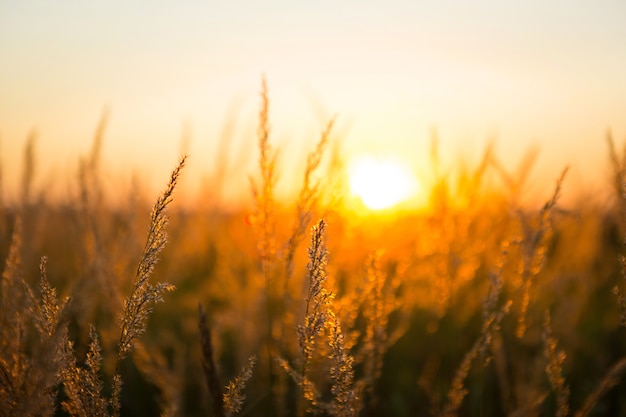 Droge graspluimen van de Pampa's tegen oranje lucht met een ondergaande zon.