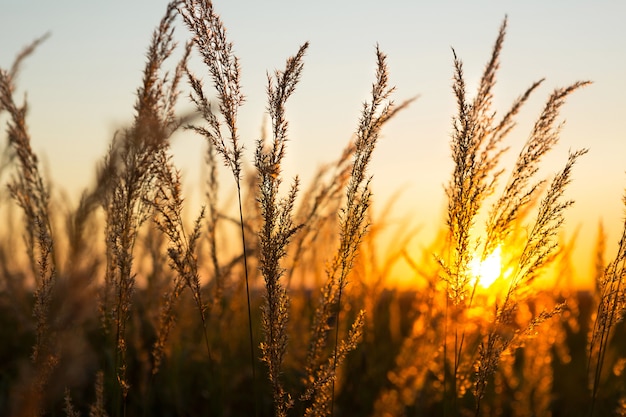 Droge graspluimen van de Pampa's tegen oranje lucht met een ondergaande zon.