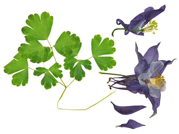 Droge grote rode en witte perspectief delicate koninklijke Aquilegia met geperste bladeren bloemblaadjes geïsoleerd op plakboek achtergrond bloesem van Columbine bloem