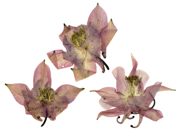 Droge grote roze perspectief delicate koninklijke Aquilegia met geperste bloemblaadjes geïsoleerd op plakboek achtergrond bloesem van Columbine bloem