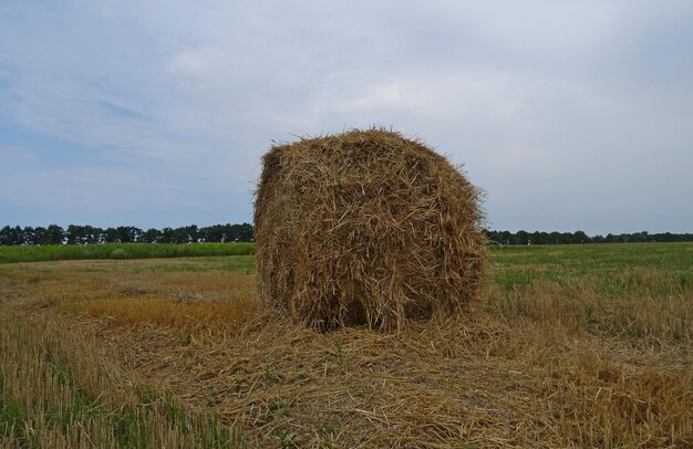 Droge Hayrick Op Een Veld Na De Oogst