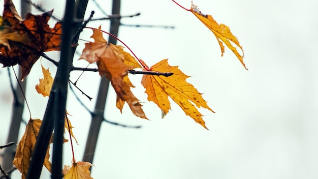 Droge herfst esdoorn bladeren in herfst park op een lichte achtergrond