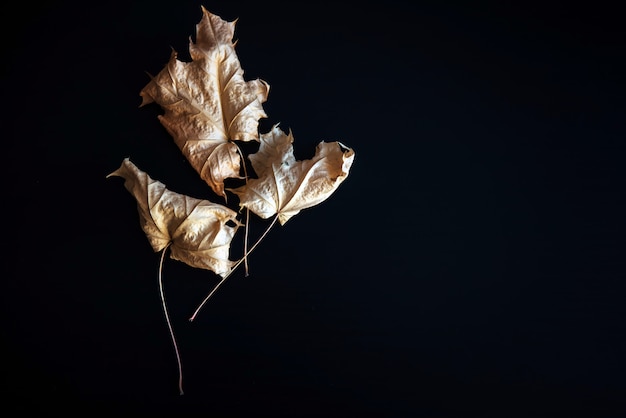 Droge herfstbladeren geïsoleerd op zwart met ruimte, herbarium