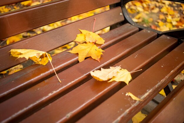 Droge herfstbladeren liggen van dichtbij op een parkbank