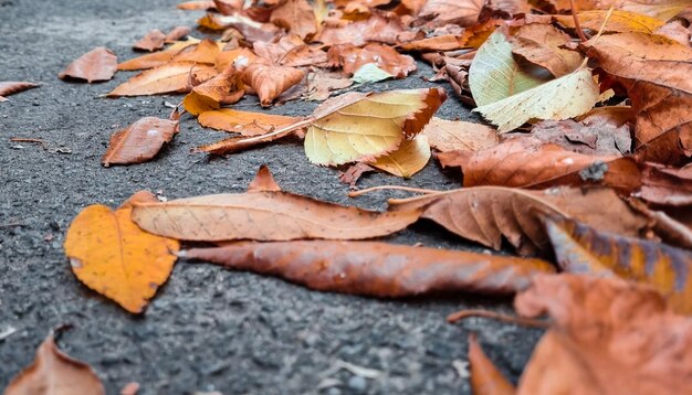 Foto droge herfstbladeren op de grond.