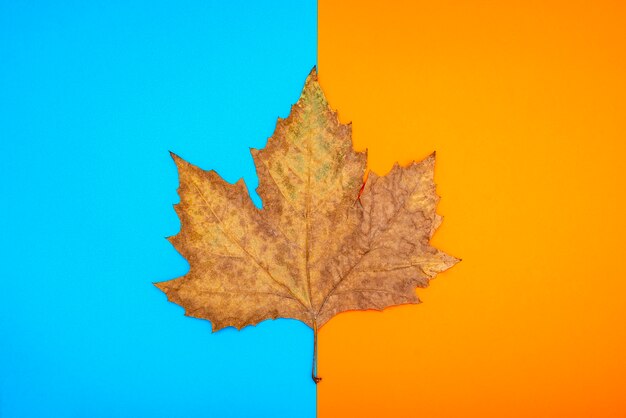 Droge herfstbladeren op een blauwe en oranje achtergrond