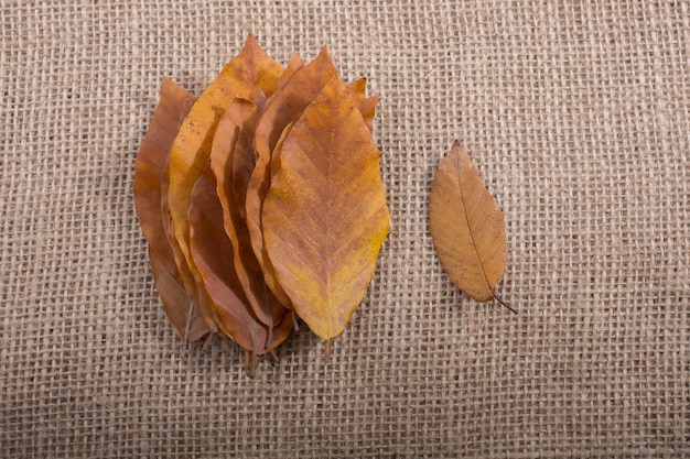 droge herfstbladeren op linnen canvas