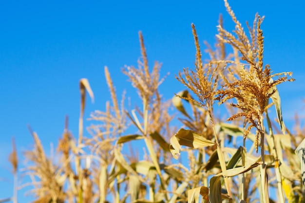 Droge maïsstengels tegen de blauwe lucht op een heldere zomerdag Landbouwplant Farmer's oogst Cornfield close-up