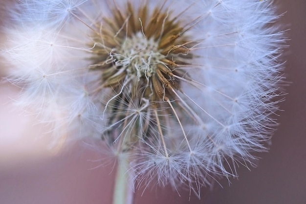 Droge paardebloem bloem close-up met witte vliegende parachutes op een wazige achtergrond, verticaal beeld met zachte focus en plaats voor tekst