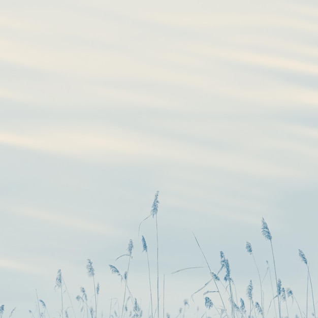 Foto droge plant riet en lucht natuurlijke abstracte achtergrond milieu minimalisme in de natuur