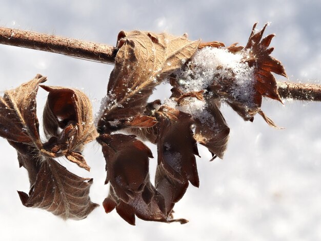 droge planten bedekt met sneeuw