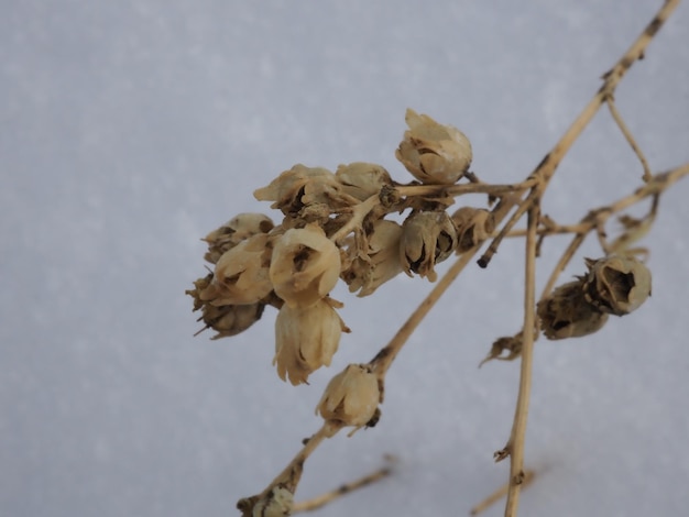 droge planten op een achtergrond van witte sneeuw