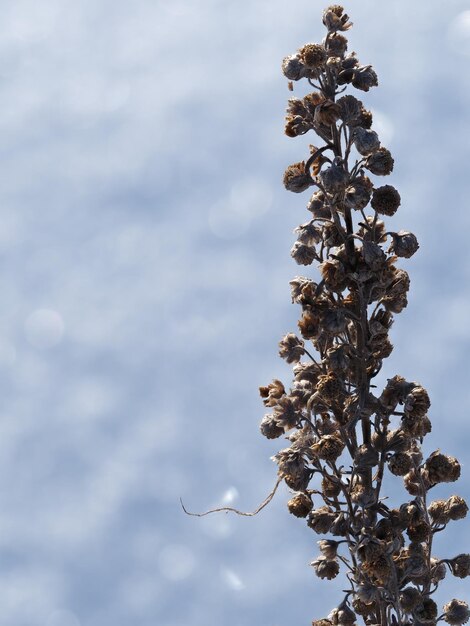 Droge planten op een winterweide.