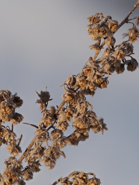 droge planten op een winterweide