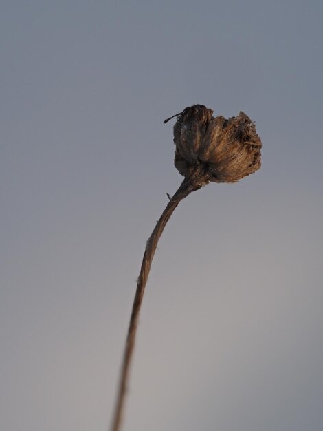 droge planten op een winterweide