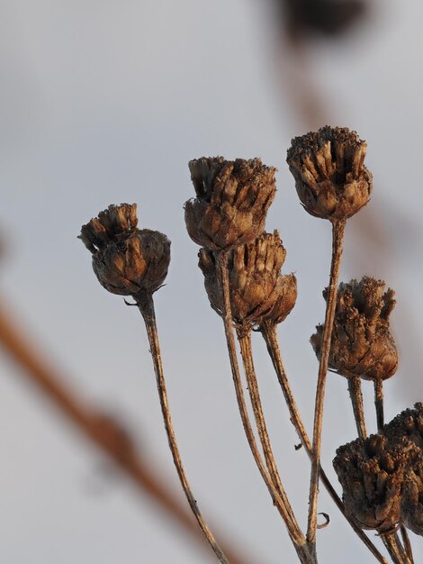 Foto droge planten op een winterweide