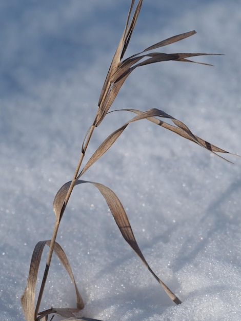 droge planten op een winterweide