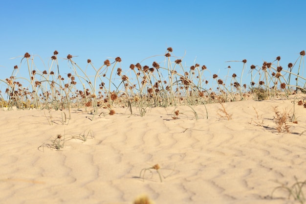 Droge planten op het zand in de woestijn. Natuur achtergrond.