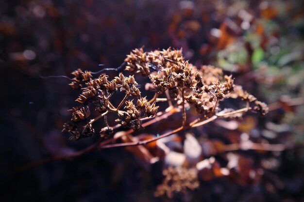 Foto droge plantknoppen