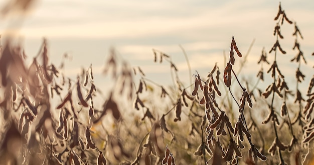 Droge sojaboonplantage bij zonsondergang