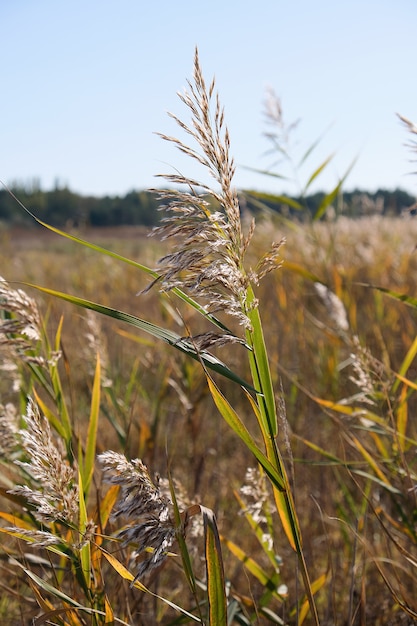 Droge stengels van riet bij de vijver zwaaien in de wind