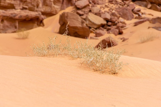 Droge struik in de Wadi Rum-woestijn, prachtig daglandschap van Jordanië