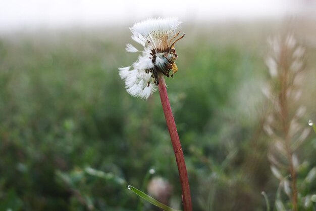 Droge tak van gras bedekt met dauw in herfstmist