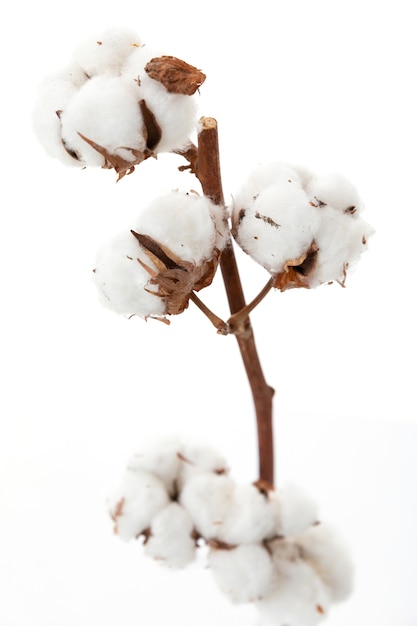 Droge tak van katoen close-up op witte achtergrond bloemen concept