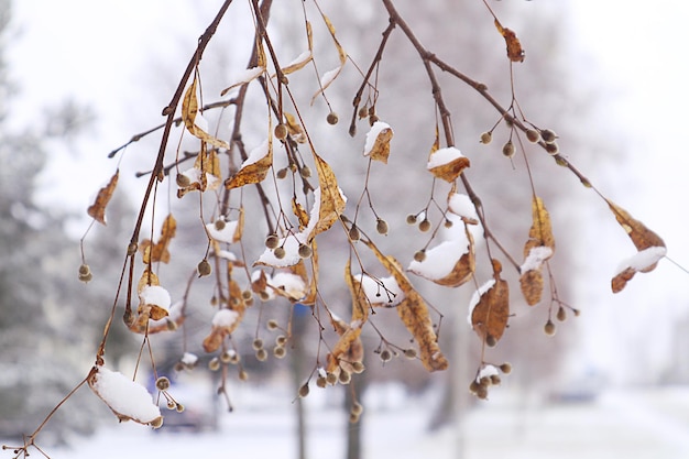 Droge takken en zaden van lindeboom bedekt met sneeuw op de achtergrond van een dorpsstraat op een winterdag