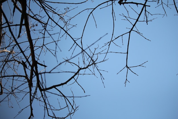 Droge takken met blauwe hemel in de winter