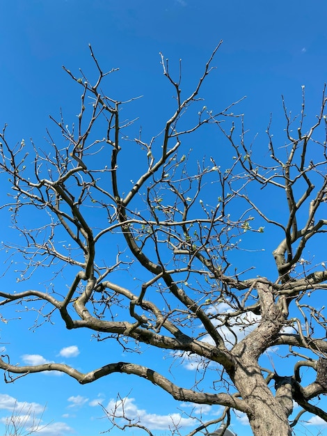 Droge takken van een boom tegen de blauwe hemel natuurlijke achtergrond